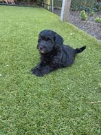 maltipoo pups, Overige rassen, 8 tot 15 weken, Meerdere, Meerdere dieren