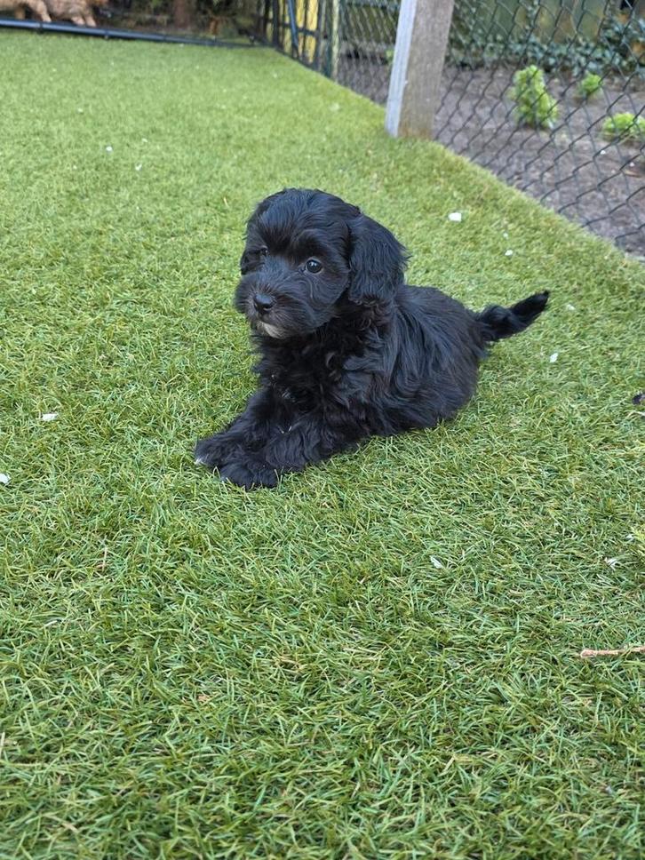 maltipoo pups, Dieren en Toebehoren, Honden | Chihuahua's en Gezelschapshonden, Meerdere dieren, Overige rassen, Particulier, Meerdere