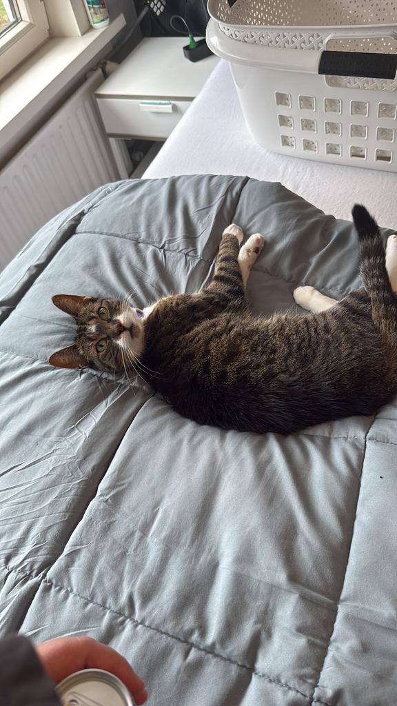 Gratis poes lees omschrijving, Dieren en Toebehoren, Katten en Kittens | Overige Katten, Poes