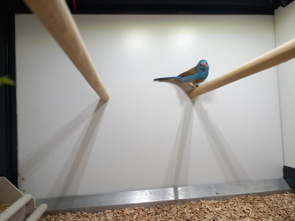 Blauwkop blauwfazant, Mannelijk, Tropenvogel, Geringd