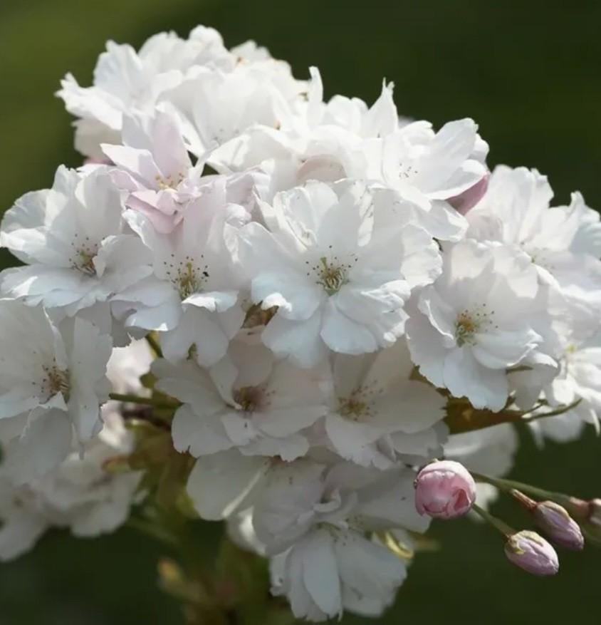 Hovenier zoekt tuinhulp.., Diensten en Vakmensen, Tuinmannen en Stratenmakers, Tuinonderhoud of Snoeiwerk