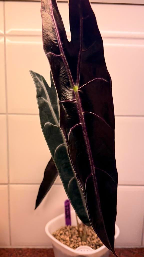 Alocasia longiloba purple corms, Huis en Inrichting, Kamerplanten, Ophalen of Verzenden, Halfschaduw, Minder dan 100 cm
