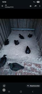 10 zwarte kwakers aan de leg, Dieren en Toebehoren, Pluimvee, Meerdere dieren, Eend