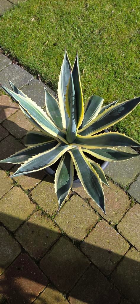 Prachtige Bonte Agave Americana Variegata, Tuin en Terras, Planten | Tuinplanten, Ophalen, Bloeit niet, Overige soorten, Volle zon