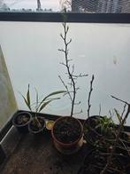 Jonge Appelboom - 4 jaar oud, Ophalen