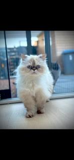 Perzisch poes + cyprus straat poes, Poes, 3 tot 5 jaar