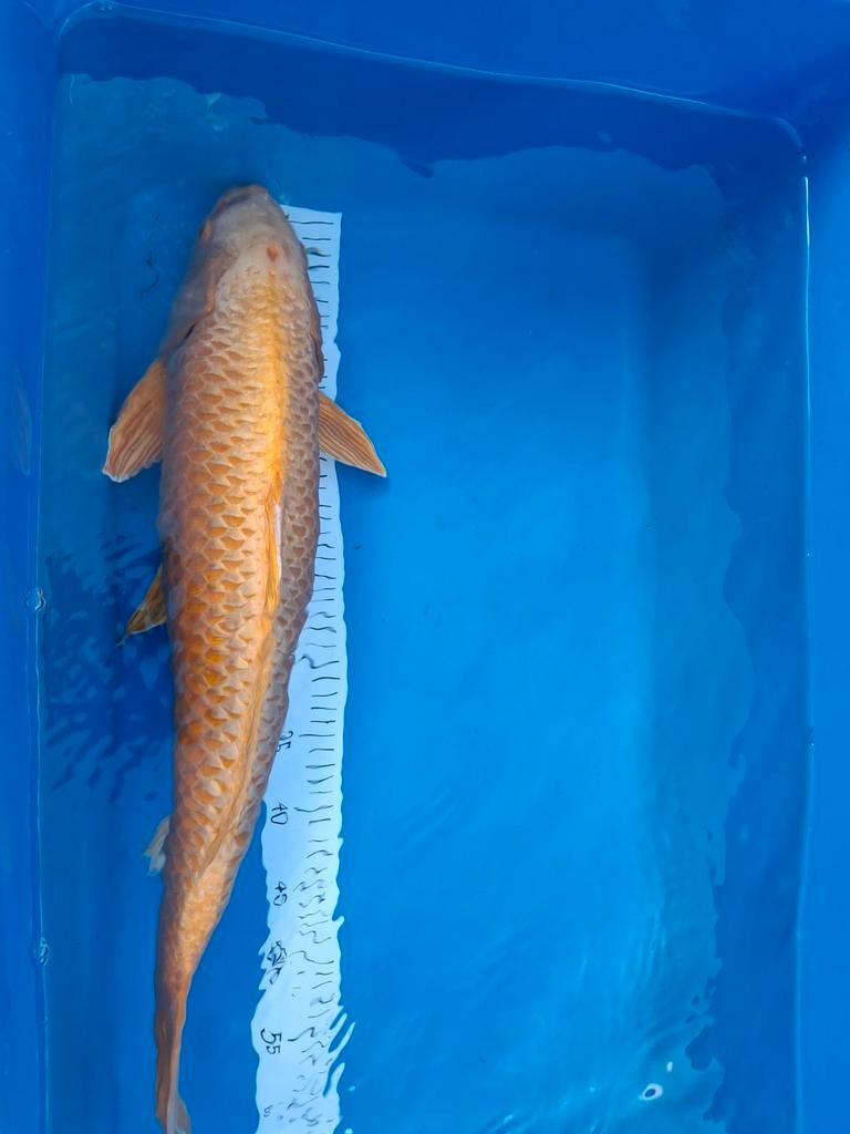 Koi yamabuki ogon 60 cm., Dieren en Toebehoren, Karper of Koi