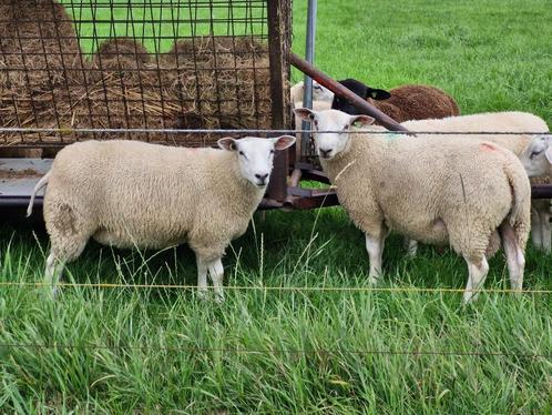 Swifter stamboek dekrammen, hoge wormresistentie, Dieren en Toebehoren, Schapen, Geiten en Varkens, Schaap, Meerdere dieren
