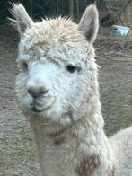 Alpaca hengsten, Dieren en Toebehoren, Schapen, Geiten en Varkens, Schaap, Mannelijk