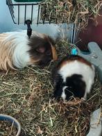 Cavia's zoeken goed huisje, Dieren en Toebehoren, Ophalen, Verzorging