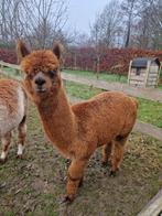 Alpaca ruin- heel mak (eventueel 2), Dieren en Toebehoren, Juni, Mannelijk