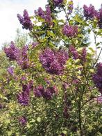 Struiken, fruitplanten en vijverplanten., Ophalen, Volle zon, Vaste plant, Zomer
