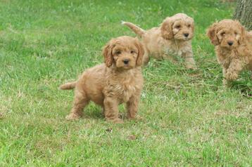 Leuke Speelse Cockapoo pups beschikbaar voor biedingen
