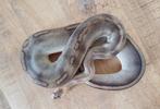 Python regius, Dieren en Toebehoren, Slang