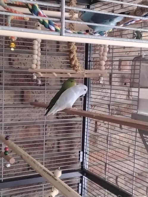 Jonge Forpus pop Wit/blauw-grijs.  GRATIS, Dieren en Toebehoren, Vogels | Toebehoren, Zo goed als nieuw, Kooi-accessoires, Ophalen