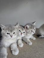 Britse korthaar, Dieren en Toebehoren, Katten en Kittens | Raskatten | Korthaar, Meerdere dieren