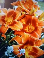 Hemerocallis holiday delight Daglie(alle delen zijn eetbaar), Ophalen of Verzenden, Voorjaar, Volle zon, Wortelstok