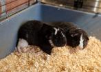 Cavia beertjes, Dieren en Toebehoren, Cavia, Juni, Mannelijk, Tam