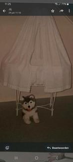 vintage wieg inclusief bekleding van broderie kant, Ophalen, Gebruikt, Wieg