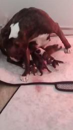 Staffordshire bull Terriër pups, Dieren en Toebehoren, Honden | Jack Russells en Terriërs, België, Particulier, Rabiës (hondsdolheid)