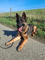 Duitse herder reu, Dieren en Toebehoren, Honden | Herdershonden en Veedrijvers, Reu, 1 tot 2 jaar, Parvo, Eén hond