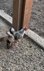 2 serama hanen, Dieren en Toebehoren, Pluimvee, Mannelijk, Kip
