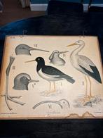 Vintage Schoolplaat Weidevogels - Dybdahls Pl.38, Ophalen, Natuur en Biologie