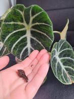 Alocasia ninja aurea / green on green knol, Huis en Inrichting, Kamerplanten, Ophalen of Verzenden, Overige soorten, Minder dan 100 cm