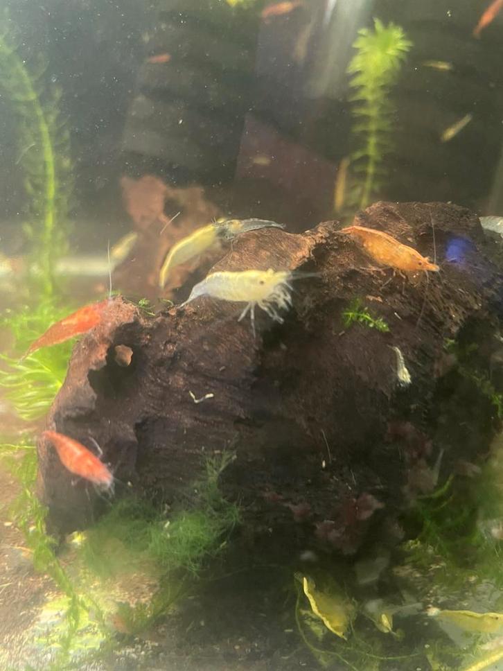 Mix garnalen, Dieren en Toebehoren, Vissen | Aquariumvissen, Kreeft, Krab of Garnaal