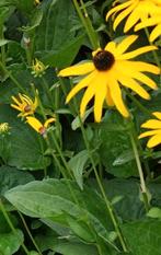 Zaden Rudbeckia fulgida, Tuin en Terras, Bloembollen en Zaden, Ophalen of Verzenden, Zaad