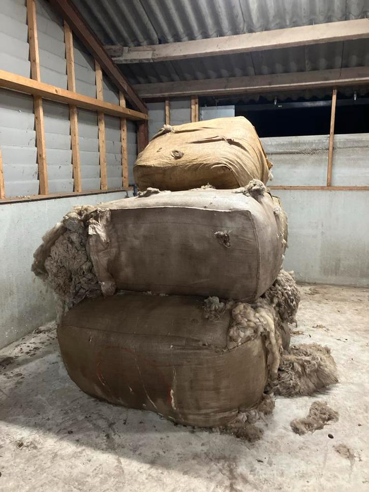 C-wol van het Kempische Heideschaap, Dieren en Toebehoren, Schapen, Geiten en Varkens, Schaap, Meerdere dieren