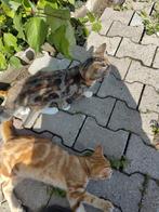 Twee kittens aangeboden, broer en zus, Meerdere dieren
