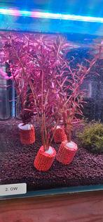 Rotala Rotundifolia Singapore Blood Red, Ophalen of Verzenden, Nieuw, Plant(en), Steen of Hout