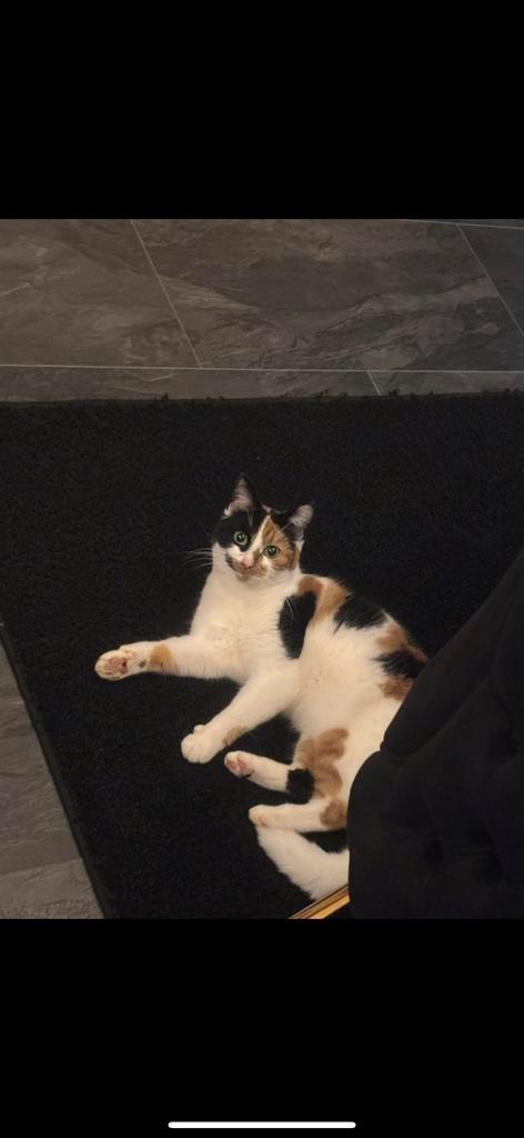 Kenza zoekt een fijn thuisje, Dieren en Toebehoren, Katten en Kittens | Dekkaters