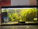 Vissen gratis af te halen, Ophalen, Zo goed als nieuw, Gevuld zoetwateraquarium