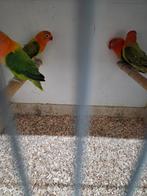 4 koppel mooie fischeries, Dieren en Toebehoren, Meerdere dieren, Parkiet