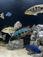 fossorochromis rostratus groep (3m 5v) 15cm malawi cichliden, Vis