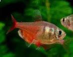 Hyphessobrycon flammeus, rode rio 2 cm, Dieren en Toebehoren, Vissen | Aquariumvissen