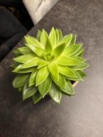 Encheveria plant, Huis en Inrichting, Ophalen, Overige soorten, Halfschaduw, In pot