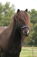 Lieve knappe ijslander ruin, Dieren en Toebehoren, Gechipt, B, Ruin, 11 jaar of ouder