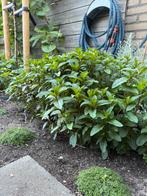 Chocolade munt, Tuin en Terras, Planten | Tuinplanten, Ophalen, Zomer, Kruiden, Volle zon