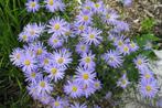 Kalimeris Incisa Nana Blue, Ophalen, Bodembedekkers, Volle zon, Vaste plant