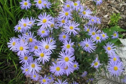 Kalimeris Incisa Nana Blue, Tuin en Terras, Planten | Tuinplanten, Vaste plant, Bodembedekkers, Volle zon, Zomer, Ophalen