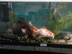 2 sluierstaarten zoeken nieuw thuis inclusief toebehoren, Dieren en Toebehoren, Vissen | Aquariumvissen, Vis, Zoetwatervis