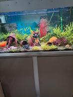 Aquarium Eheim, Dieren en Toebehoren, Ophalen of Verzenden, Gebruikt, Leeg aquarium