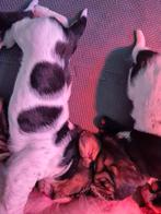 Engelse basset hound pups, Parvo, Basset, 8 tot 15 weken, Meerdere