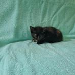 Kittens, zwart, Dieren en Toebehoren, Meerdere dieren, Kortharig, 0 tot 2 jaar