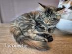 Lieve kitten te koop kruizing main coon, Dieren en Toebehoren, Katten en Kittens | Raskatten | Langhaar, Kater