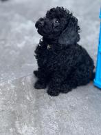 Maltipoo teefje pup x toy poedel Mag NESTJE VERLATEN, Maltezer, Rabiës (hondsdolheid), 8 tot 15 weken, Teef