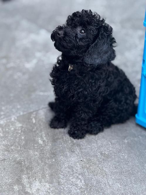 Maltipoo teefje pup x toy poedel Mag NESTJE VERLATEN, Dieren en Toebehoren, Honden | Chihuahua's en Gezelschapshonden, Teef, Maltezer